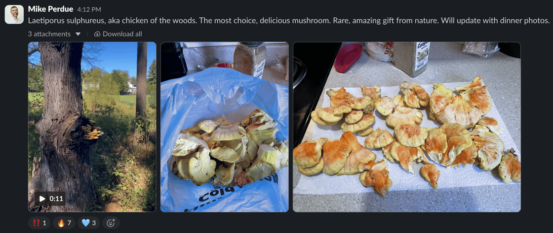 3 pictures of mushrooms
